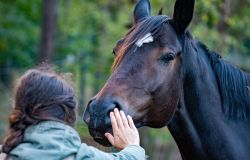 Animal Equality, stop alla macellazione dei cavalli