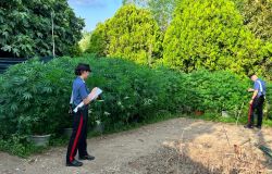 Roma, una famiglia con il pollice verde coltivava una vera e propria piantagione di marjuana, 4 arresti
