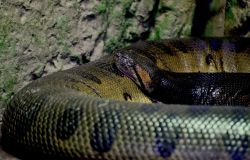 L'anaconda verde nella sua teca ph credit Massimiliano Di Giovanni - archivio Bioparco