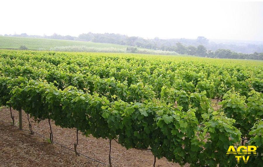 La Regione Toscana autorizza 859 viticoltori all'impianto di 620 ettari di nuovi vigneti