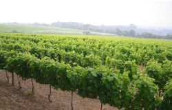 La Regione Toscana autorizza 859 viticoltori all'impianto di 620 ettari di nuovi vigneti