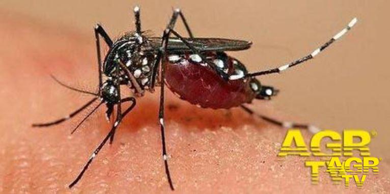 i primi casi di infezione da virus Dengue
