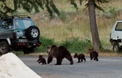 Abruzzo uccisa l'orsa Amarena, a rischio i suoi due cuccioli