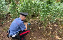 Fara Sabina, scoperta piantagione di marjuana, due in manette
