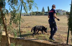 Carabinieeri ricerche con i cani di droga nascosta