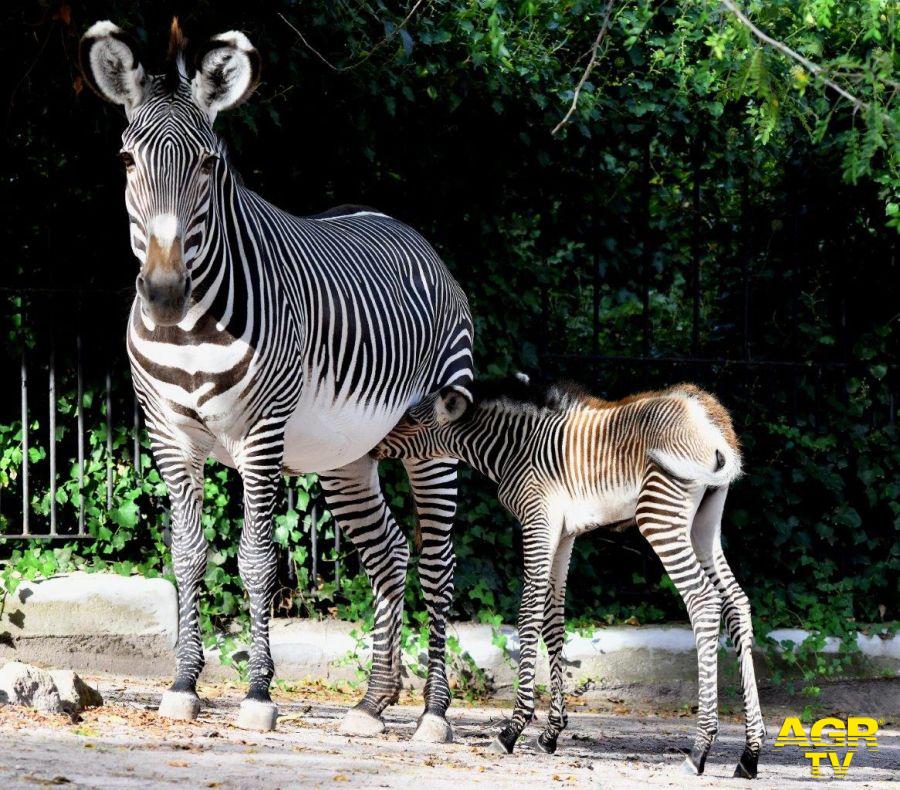 Zebra di Grevy con la sua piccola nata ph credit Massimiliano Di Giovanni archivioi Bioparco