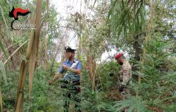 Aspromonte, blitz dei Carabinieri nelle campagne di Palmi, scoperte due piantagioni di cannabis, arrestato agricoltore
