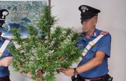 Nettuno, ai domiciliari 50enne per detenzione di sostanza stupefacente, aveva una pianta di marjuana