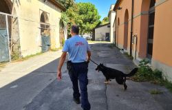 Prato: Il fiuto del cane antidroga Ritter scova un nascondiglio di hashish al Serraglio