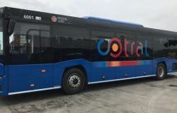 Bus Cotral 70 posti