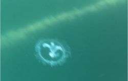 Rieti, nel lago di Paterno fotografata medusa lacustre
