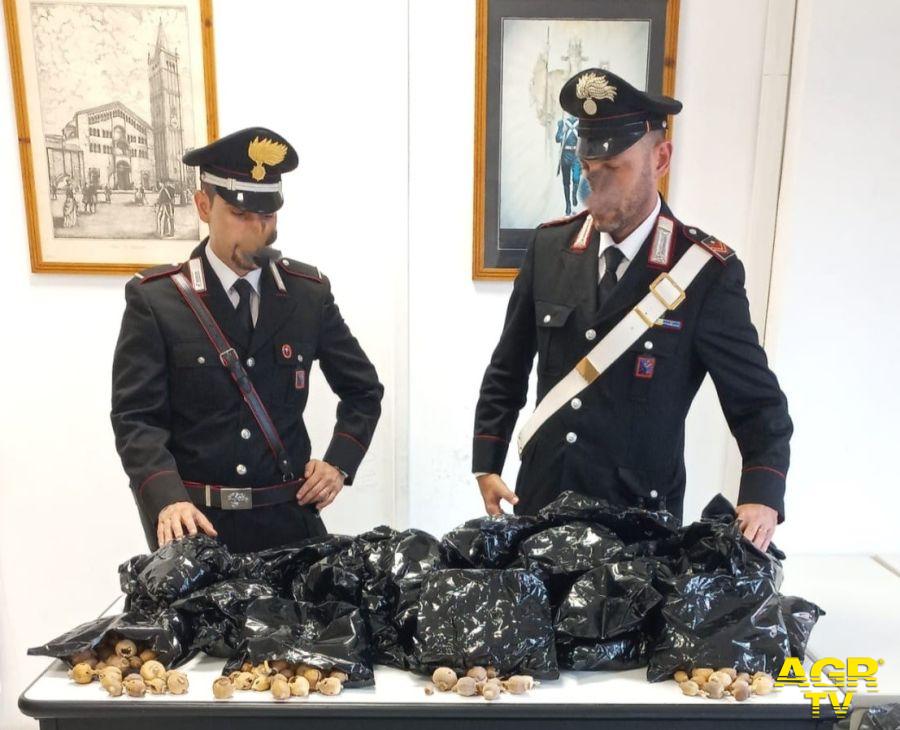 Carabinieri 16 kg. di bulbi di Oppio sequestrati ad Anzio