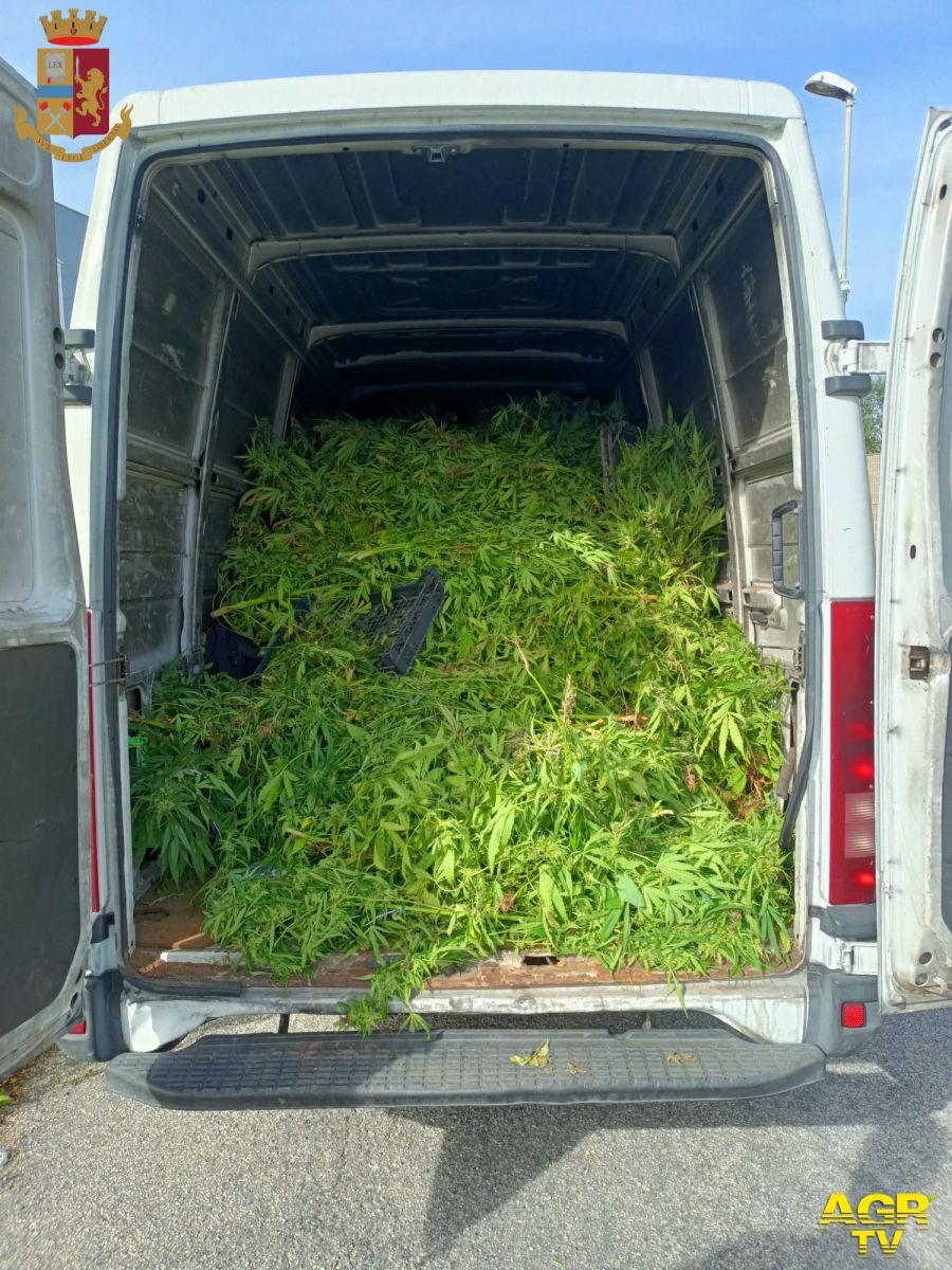Polizia Nattuno piante marjuana  sequestrate