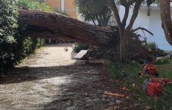 Fiumicino albero caduto in via di Castellamare foto da comune di Fiumicino
