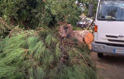Fiumicino albero caduto in via di Castellamare foto da comune di Fiumicino