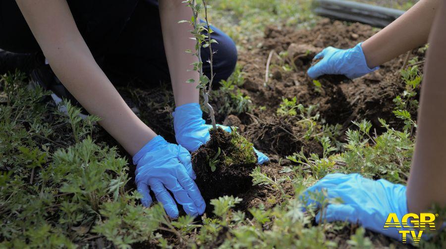 Volontari che piantano gli alberi fiti comunicato stampa