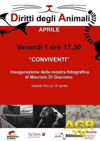 Animali sfruttati dagli uomini....