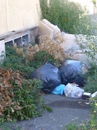 Fiumicino, pugno duro contro chi imbratta ed abbandona gli animali Fiumicino, pugno duro contro chi imbratta ed abbandona gli animali