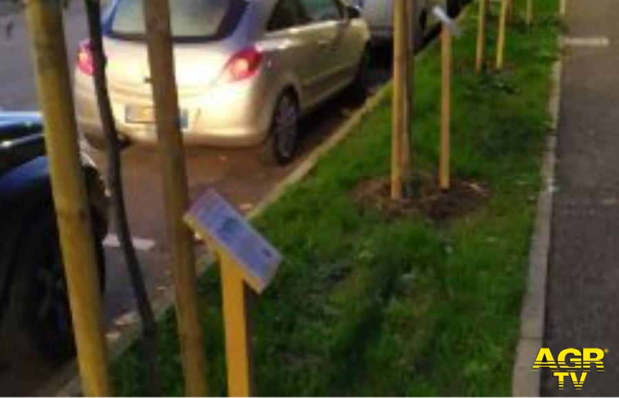 ogni azienda sostenitrice del progetto ha un suo albero su via giolittti simbolo di riqualificazione ambientale e di impegno per la comunita: piantati 25 lecci su tutta via Giolitti