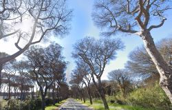Urgenza ambientale nel X Municipio: M5S sollecita l'abbattimento immediato dei pini morti in Via di Castel Fusano