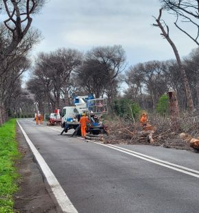Castelfusano, alberature a rischio crollo alla Villa di Plinio Castelfusano, alberature a rischio crollo alla Villa di Plinio