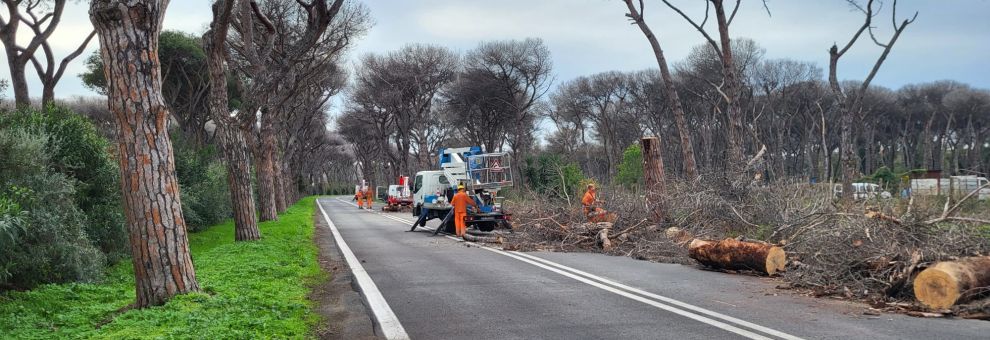 Castelfusano, alberature a rischio crollo alla Villa di Plinio Castelfusano, alberature a rischio crollo alla Villa di Plinio