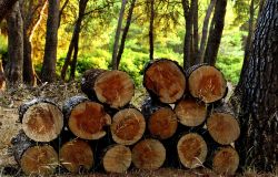 Operazione Madeira De Lei contro il traffico illegale di legname