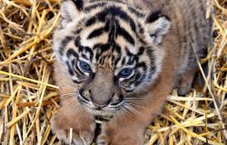 Bioparco....diamo un nome, tutti assieme, alla cucciola di Tigre di Sumatra