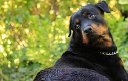 Dopo la morte di un uomo attaccato da tre Rottweiler, l'OIPA chiede di regolamentare la detenzione di razze pericolose
