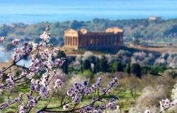 Mandorli in fiore e tempio Agrigento ph credit Salvatore Scardamaglia