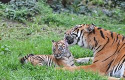 La tigre di Sumatra Kala nata al Bioparco phcredit Massimiliano Di Giovanni Archivio Bioparco