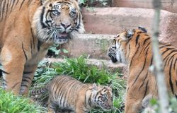 La tigre di Sumatra Kala nata al Bioparco phcredit Massimiliano Di Giovanni Archivio Bioparco