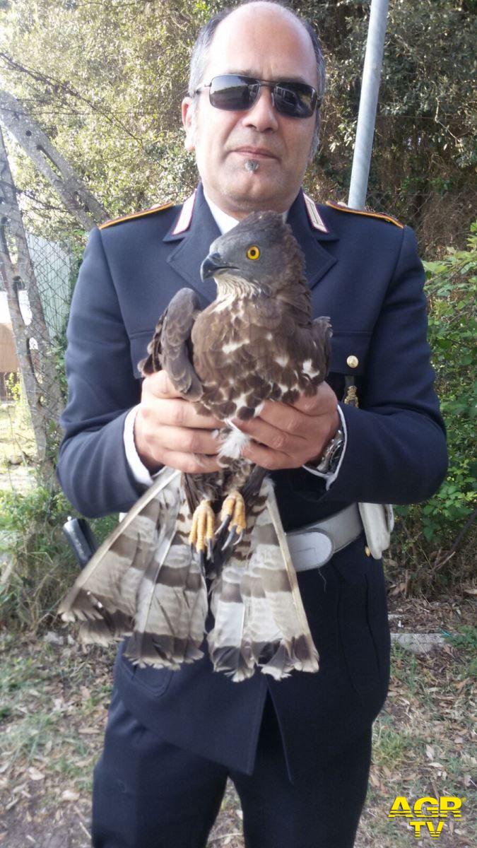 Fiumicino, salvato un Falco