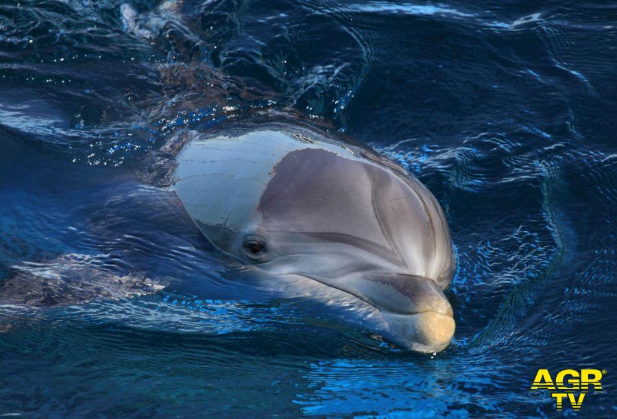 delfino nuota ph credit Triton Research