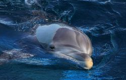 14 aprile, Giornata Mondiale dei Delfini, 2500 avvistamenti di cetacei con il progetto Life Conceptu Maris