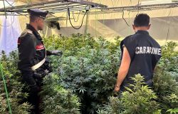 Pomezia, sequestrata una maxi piantagione di cannabis, oltre 800 kg. di stupefacente