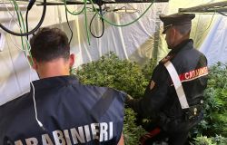 Carabinieri la piantagione sequestrata a Pomezia