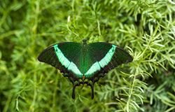 Papillo Cirino una farfalla che si può ammirare alla Casa delle Farfalle foto da comunicato stampa