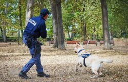 Poliziotto porta a spasso il cane a Empoli e scopre oltre due etti di cocaina nascosti su un albero