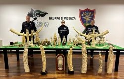 Carabinieri Forestali Vicenza sequestro avorio