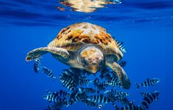 Giornata Mondiale della Biodiversità, LIFE lancia due concorsi fotografici per difendere il mare