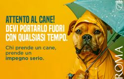 Attento al cane, partita la campagna di comunicazione per l'adozione degli animali di affezione