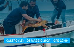 Giornata Mondiale delle Tartarughe, Plastic Free in Salento libera quattro caretta-caretta