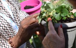 Alzheimer orti terapeutici e giardini sensoriali