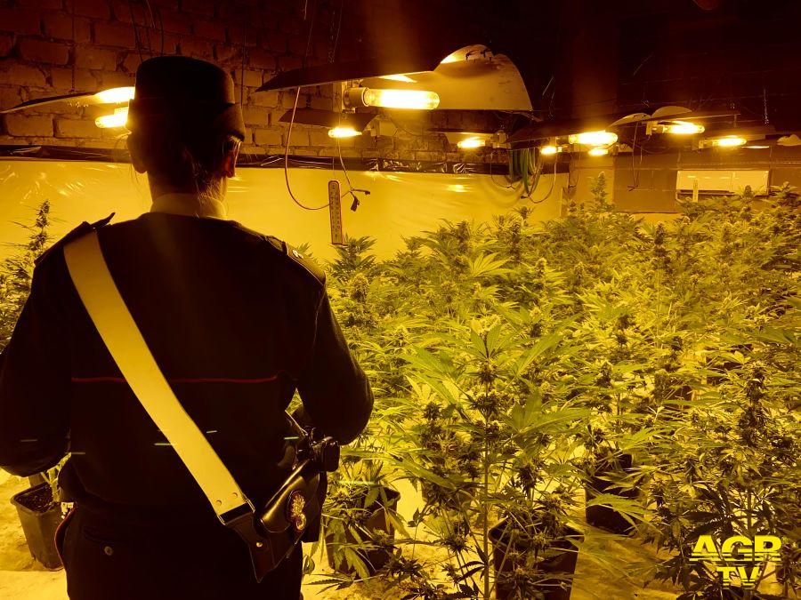 Carabinieri la piantagione illegale di marjuana in una cantina a Campagnano Romano