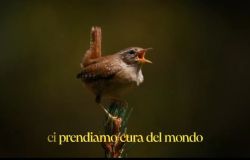Elezioni Europee: doppio appello della LIPU-BIRDLIFE ITALIA per un'Europa della natura