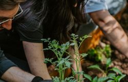 nuovo orto botanico a Villa Borghese