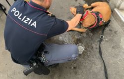 Roma, maltrattamenti agli animali, cane picchiato dal padrone e gettato in un cassonetto, denunciato