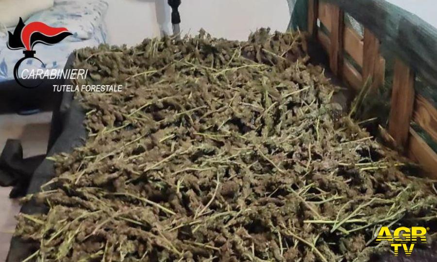 marijuana essiccata e pronta per la vendita