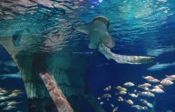 Gardaland SEA LIFE Aquarium aderisce all’European Studbook Foundation e accoglie nelle sue vasche uno squalo zebra a rischio estinzione